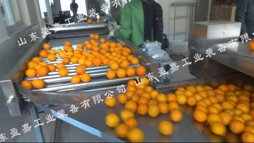 根莖類產(chǎn)品專用毛輥果蔬清洗機(jī)